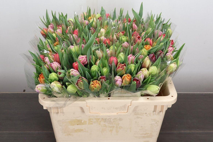 <h4>Tulipa do rainbow (mixbunch)</h4>