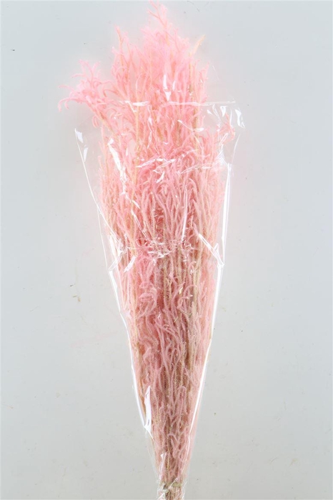 <h4>Pres Licopodium Long L Pink Bunch</h4>