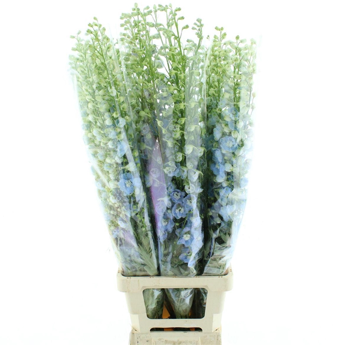 <h4>Delphinium Aurora Light Blue Super</h4>