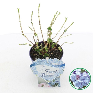 Hydrangea hybr. 'French Bolero'® Blauw C2 (17cm.)