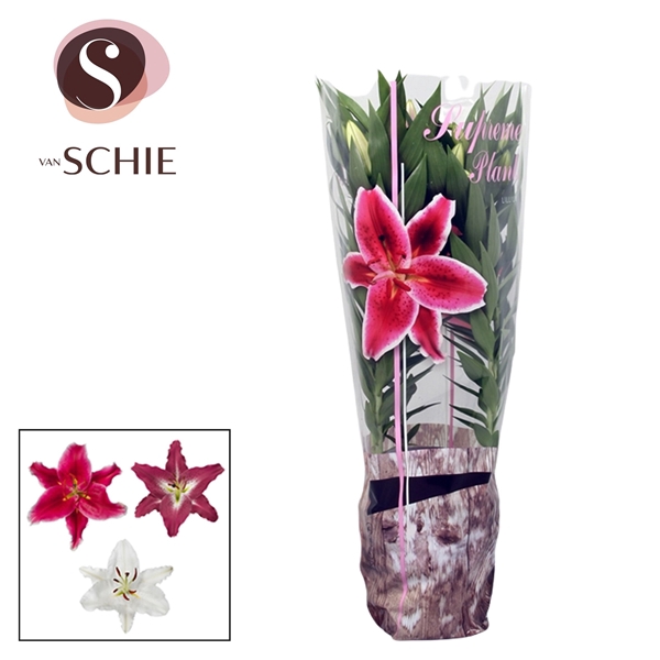 <h4>Or Mix 19cm Decohoes</h4>