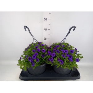 Petunia  'Tiny Tunia Violet Ice'