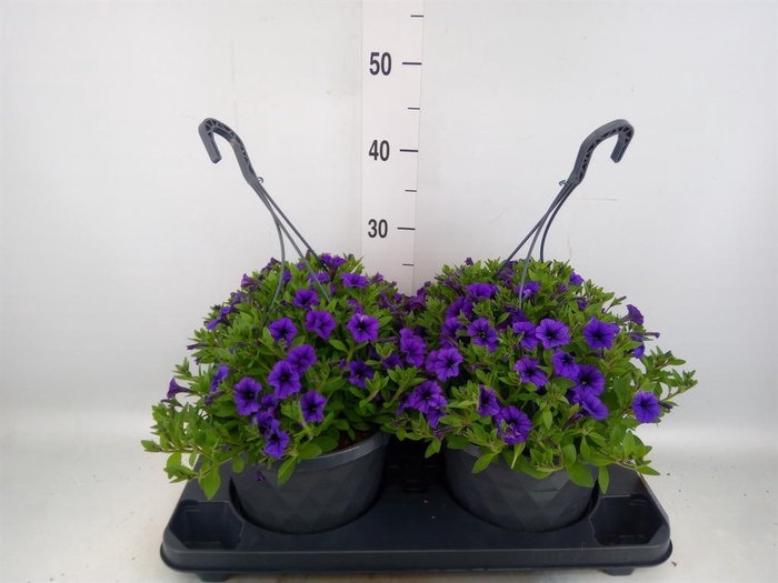 <h4>Petunia  'Tiny Tunia Violet Ice'</h4>