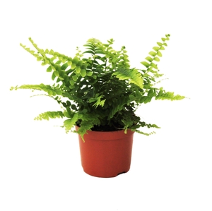 Nephrolepis Green Lady