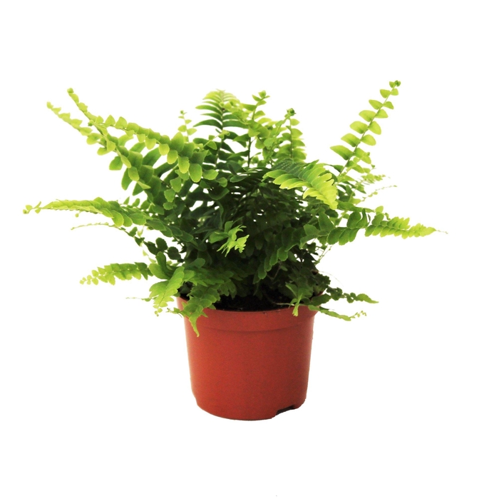 <h4>Nephrolepis Green Lady</h4>