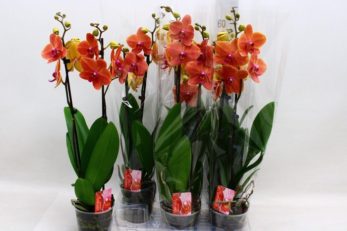 <h4>PHAL OV ORANJE</h4>