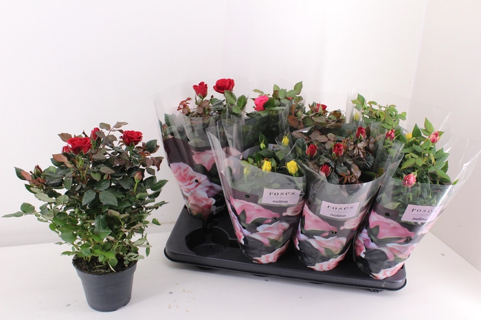 <h4>RO PATHIT GEM 5 SRT</h4>