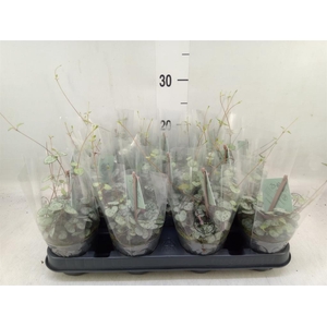 Ceropegia woodii ssp. woodii