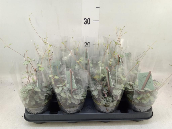 <h4>Ceropegia woodii ssp. woodii</h4>