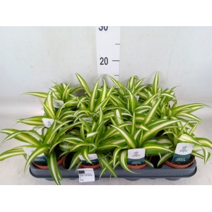 Chlorophytum com. 'Variegatum'