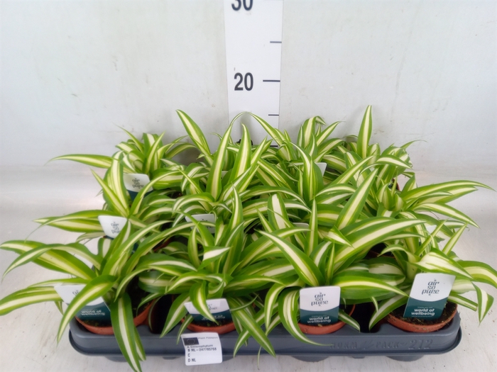 <h4>Chlorophytum com. 'Variegatum'</h4>