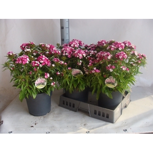 Dianthus   ...