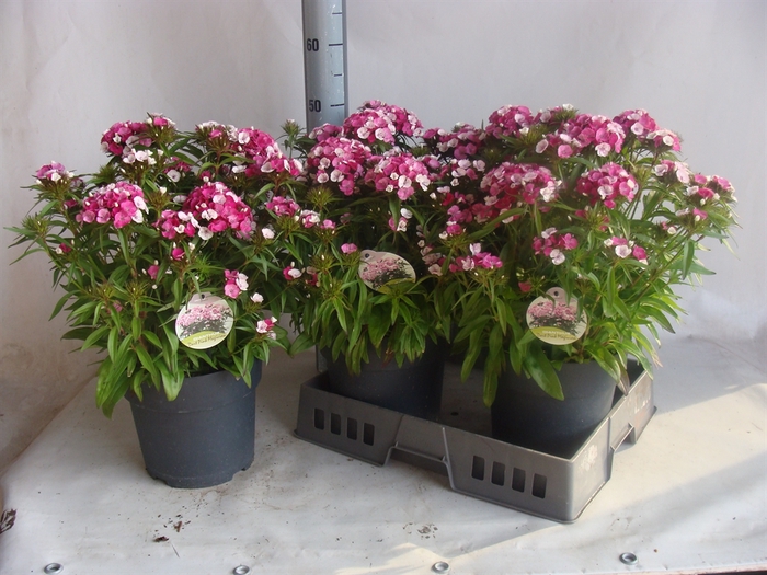<h4>Dianthus   ...</h4>