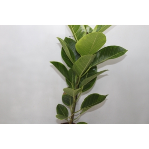 FICUS ALTISSIMA P17