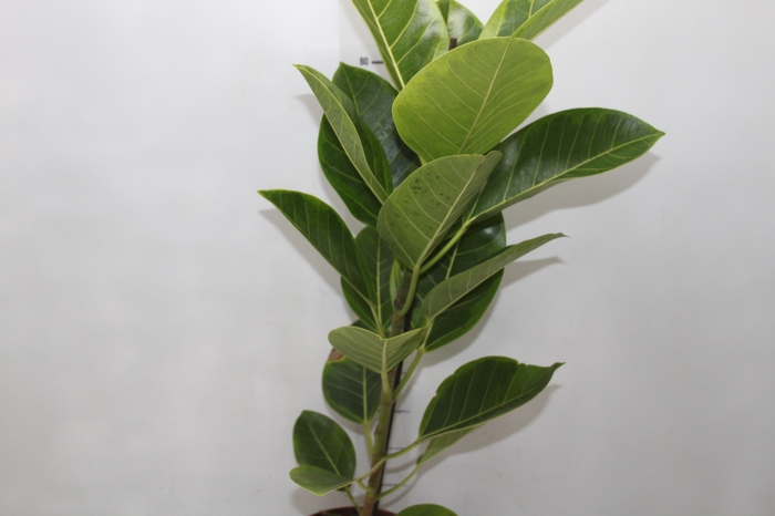<h4>FICUS ALTISSIMA P17</h4>