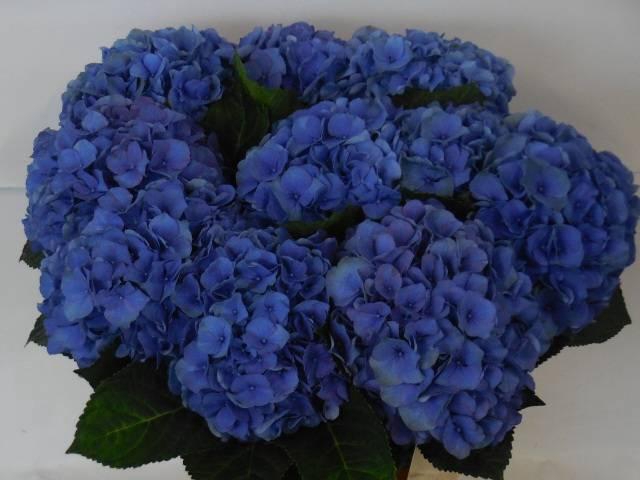 <h4>HYDR M POMPIDOU</h4>