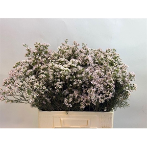 CHAME UN JUPITE MOON