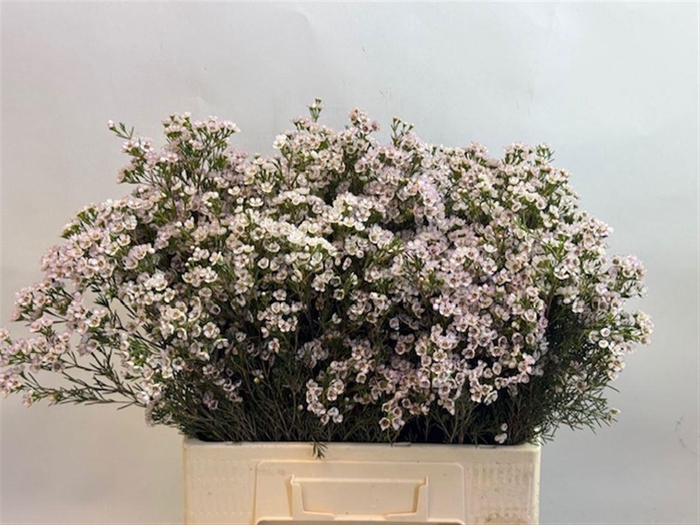 <h4>CHAME UN JUPITE MOON</h4>