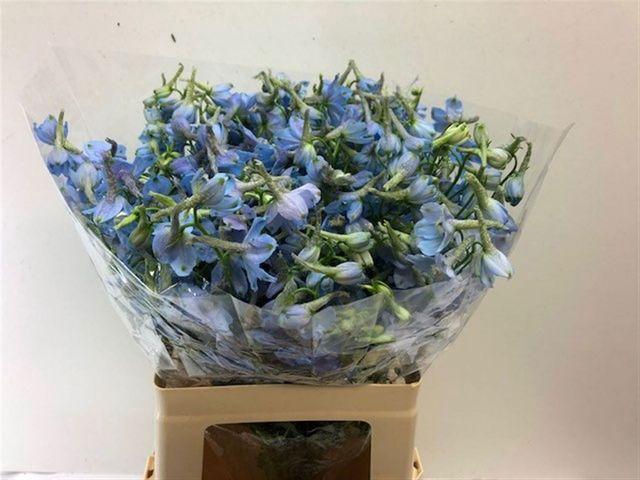 <h4>DELPH EN BALLKLEID</h4>