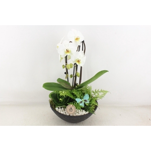 arr2 PL - Ebbischaal x2 phal. wit