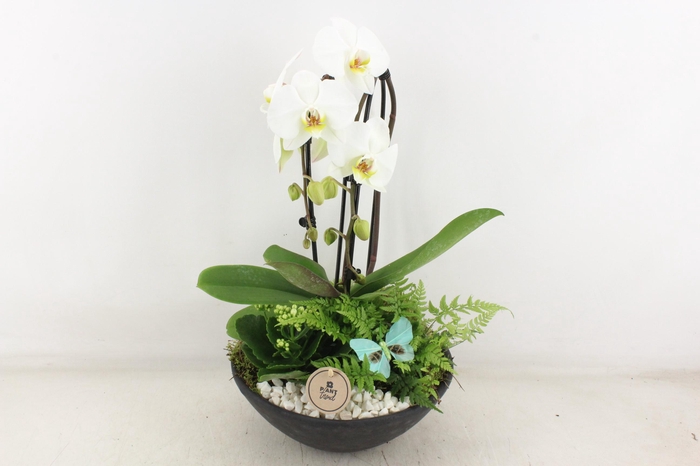 <h4>arr2 PL - Ebbischaal x2 phal. wit</h4>