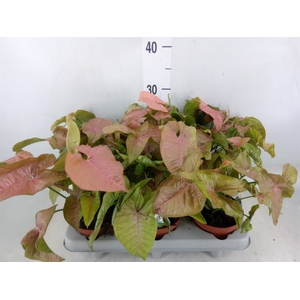 Syngonium   ...