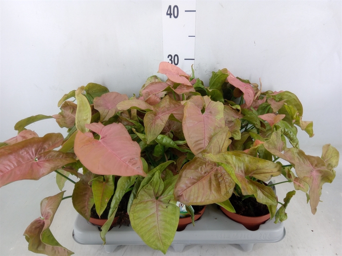 <h4>Syngonium   ...</h4>
