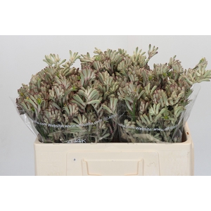 Anigozanthos Cape Gray Moss