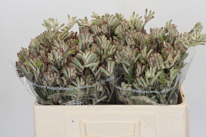 <h4>Anigozanthos Cape Gray Moss</h4>