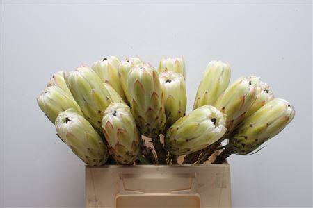 <h4>Protea White Night No Leaves</h4>