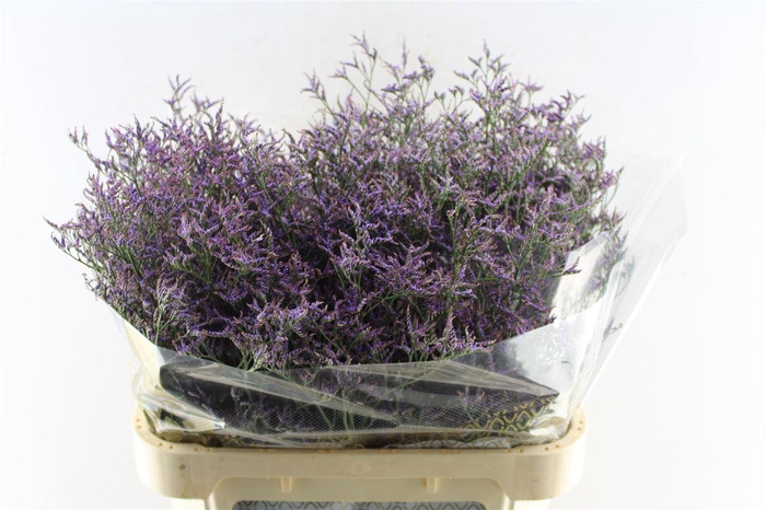 <h4>Lim Saf Lilac</h4>