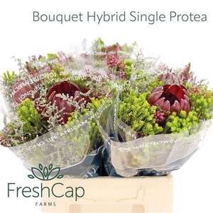 Bouquet Hybrid Single Protea