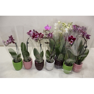 Phal Mini In Mix Keramiek