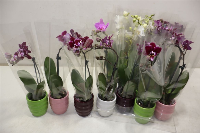 <h4>Phal Mini In Mix Keramiek</h4>