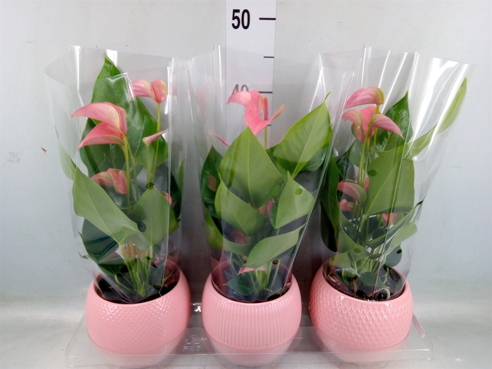 <h4>Anthurium   ...mix</h4>