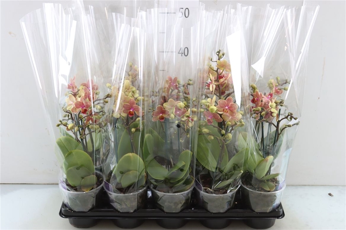 <h4>Phal Multiflower Orange 2t18+</h4>