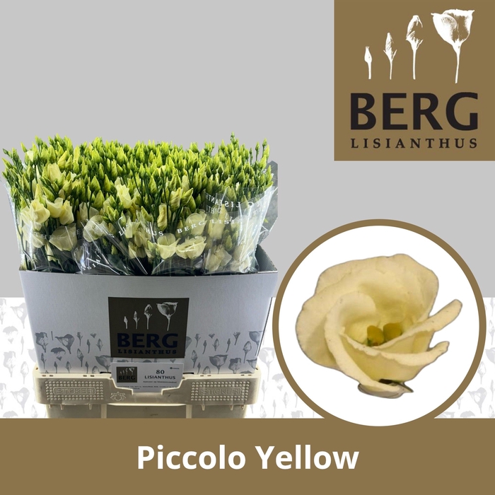 <h4>Lisianthus Piccolo Yellow</h4>