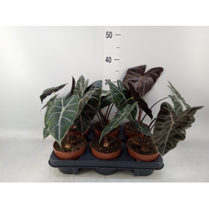 Alocasia   ...