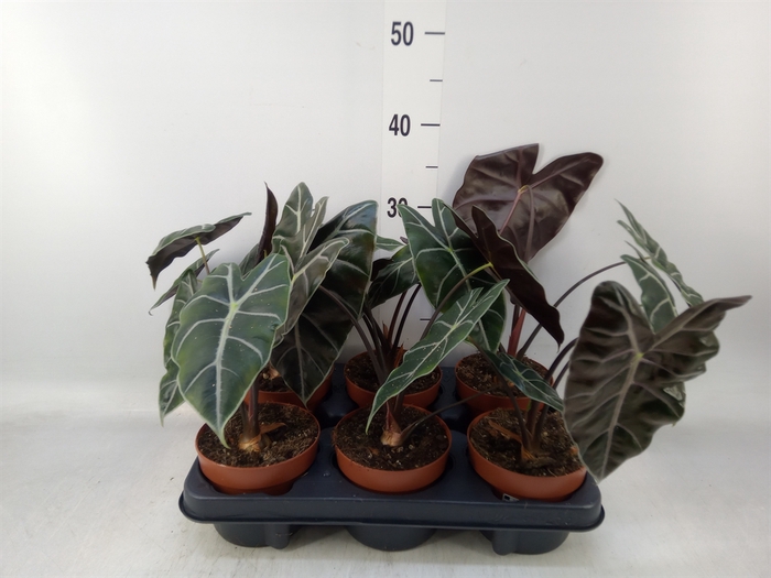 <h4>Alocasia   ...</h4>
