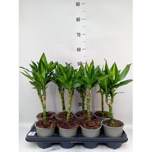 Dracaena frag. 'Cintho'