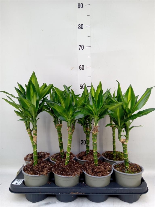 <h4>Dracaena frag. 'Cintho'</h4>
