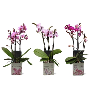 Phal. Multi 3-tak mix in BGC179 Blik Orchidee
