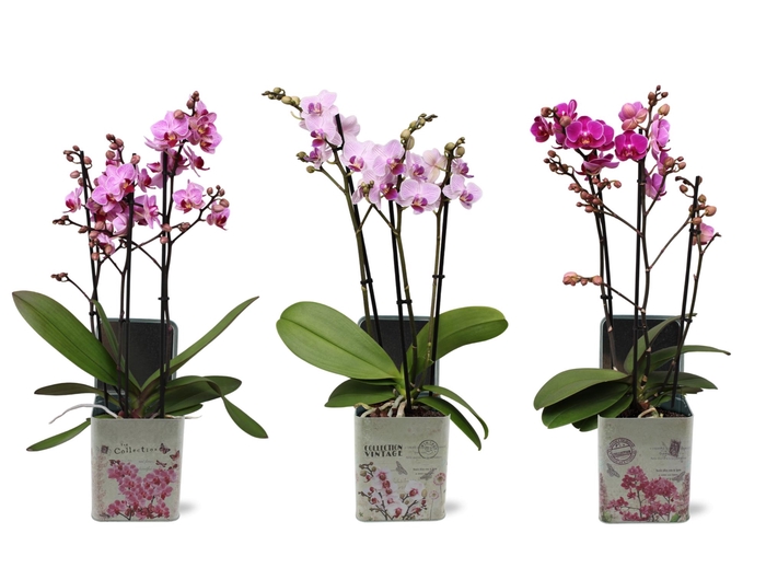 <h4>Phal. Multi 3-tak mix in BGC179 Blik Orchidee</h4>