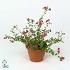 Sut Sum Copa Rose