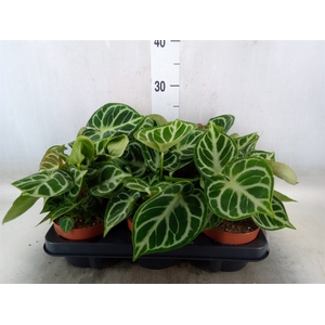 Anthurium   ...