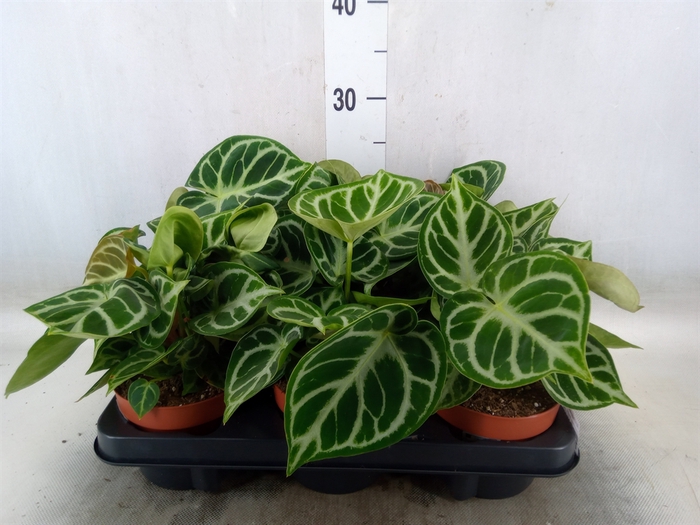 <h4>Anthurium   ...</h4>