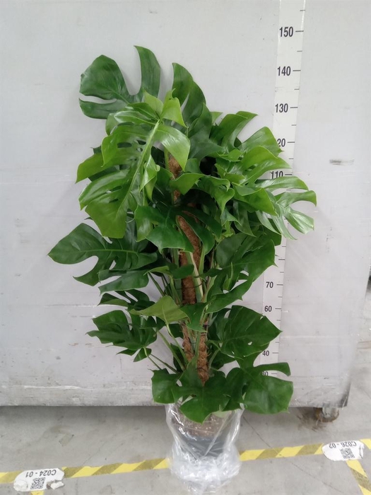 <h4>Monstera pertusum</h4>