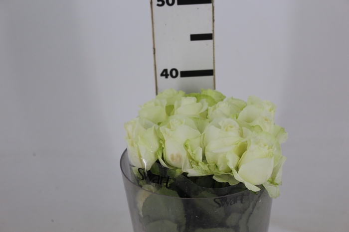 <h4>ROSA AVALANCHE 040 CM ESTUFA</h4>