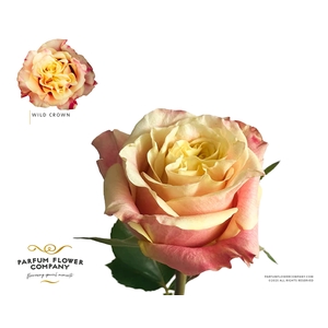 Rosa Garden Wild Crown