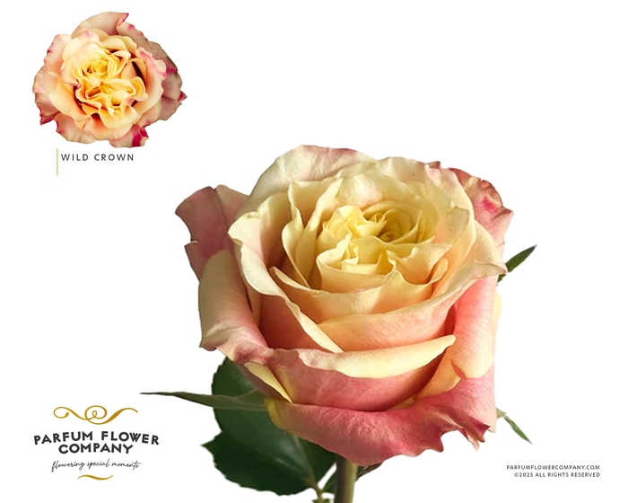 <h4>Rosa Garden Wild Crown</h4>